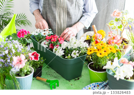 Cozy terrace with a man tending potted spring flowers, vibrant flowers contrasting with green foliage, bathed in soft sunlight, showcasing hobby gardening and springtime freshness 133826483