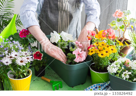 A man planting colorful petunias in pots, surrounded by lush greenery, capturing spring gardening and hobby vibes, spring decoration of a home balcony or terrace with flowers A man planting colorful petunias in pots, surrounded by lush greenery, capturing spring gardening and hobby vibes, spring decoration of a home balcony or terrace with flowers 133826492