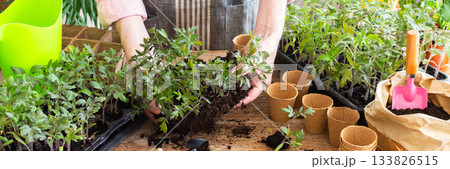 Pricking out, a man transplants young tomato and pepper seedlings into eco pots, transplanting seedlings from plastic containers into peat pots, preparing for spring planting in the ground, banner 133826515