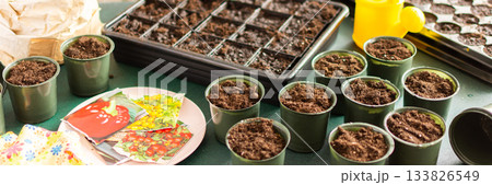 Starting tomato seeds indoors involves filling pots with soil, arranging containers, and organizing tools for a successful planting experience at home, banner Starting tomato seeds indoors involves filling pots with soil, arranging containers, and organizing tools for a successful planting experience at home, banner 133826549