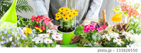 Spring terrace or balcony decorated with blooming flowers, a gardener man planting colorful Osteospermum in pots, reflecting home gardening, care and outdoor leisure, banner 133826550
