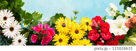 Vibrant spring flowers in various colors adorn a balcony, creating a joyful atmosphere. Seasonal blooms bring life and beauty to the outdoor space, inviting relaxation and enjoyment, banner 133826635
