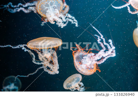 underwater photography jellyfish Chrysaora fuscescens, Pacific sea nettle, West Coast sea nettle 133826940