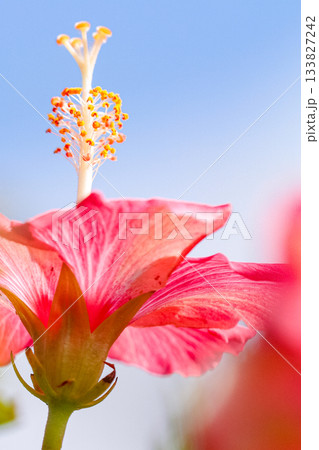 ハイビスカスの花芯_縦 133827242