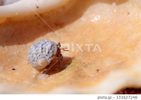砂浜のヤドカリ 133827246