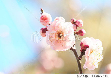 梅の花（故郷の錦） 133827610