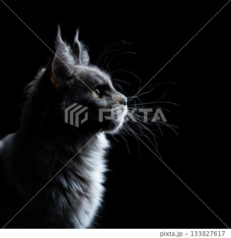 Maine Coon cat side profile view 133827617