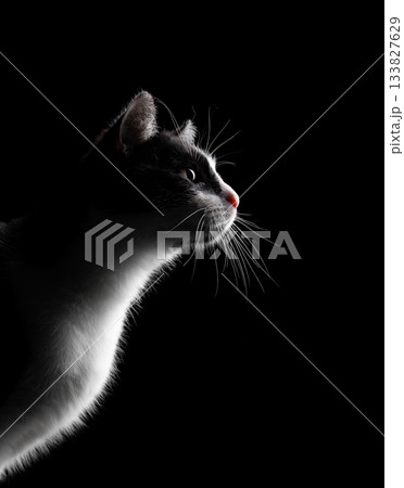 profile view of a tuxedo cat looking curiously 133827629