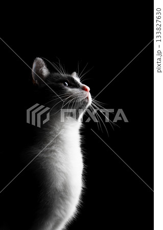 profile view of a tuxedo cat looking curiously profile view of a tuxedo cat looking curiously 133827630