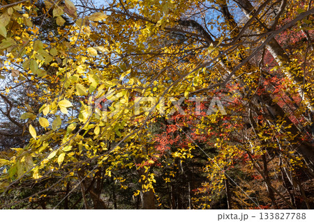山の中の紅葉した木々 133827788