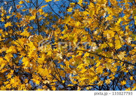 黄色に色づく広葉樹 133827793