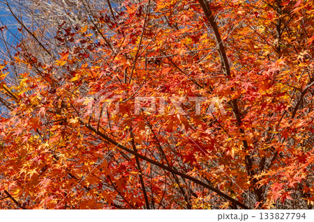 紅葉したモミジ 133827794