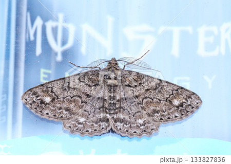 自動販売機に止まったシロテンエダシャク（オス） 133827836