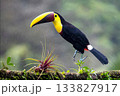 Toucan, Costa Rica,  Central America, South America, 133827917