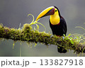 Toucan, Costa Rica,  Central America, South America, 133827918