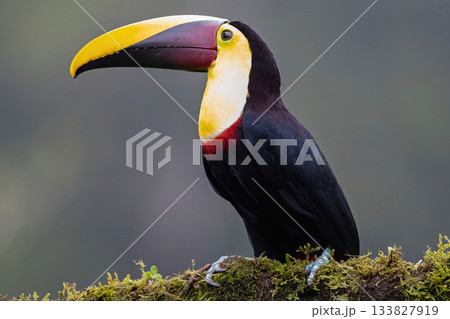Toucan, Costa Rica, Central America, South America, Toucan, Costa Rica, Central America, South America, 133827919