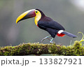 Toucan, Costa Rica,  Central America, South America, 133827921
