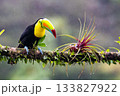 Toucan, Costa Rica,  Central America, South America, 133827922