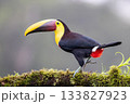 Toucan, Costa Rica,  Central America, South America, 133827923