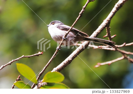 エナガ エナガ 133827969