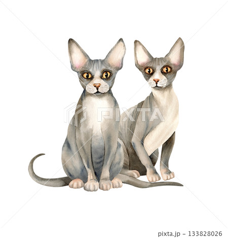 Sphynx cats is sitting. Two hairless domestic kitty with bald skin pet. Cute grey animal. Watercolor isolated illustration. Hand drawn clip art for printing, card, textile design, packaging Sphynx cats is sitting. Two hairless domestic kitty with bald skin pet. Cute grey animal. Watercolor isolated illustration. Hand drawn clip art for printing, card, textile design, packaging 133828026