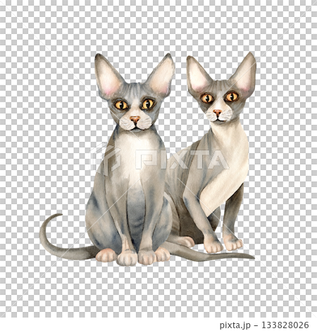 Sphynx cats is sitting. Two hairless domestic kitty with bald skin pet. Cute grey animal. Watercolor isolated illustration. Hand drawn clip art for printing, card, textile design, packaging Sphynx cats is sitting. Two hairless domestic kitty with bald skin pet. Cute grey animal. Watercolor isolated illustration. Hand drawn clip art for printing, card, textile design, packaging 133828026