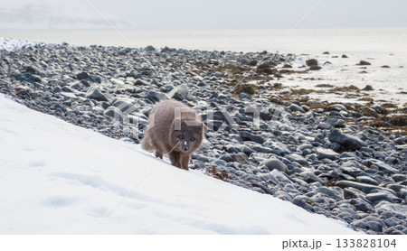 Blue morph Arctic fox foraging on a snowy shoreline in Iceland 133828104