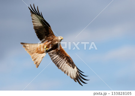 Red kite soaring in flight against blue sky Red kite soaring in flight against blue sky 133828105