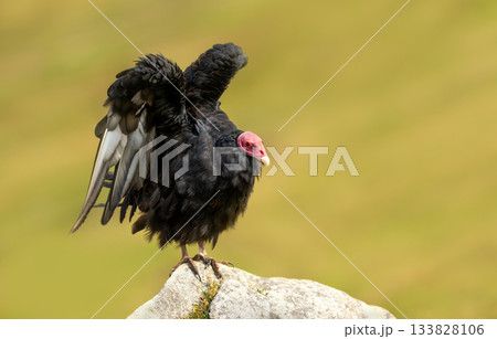 Turkey Vulture with wings spread on rock in the Falkland Islands 133828106