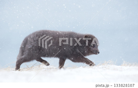 Blue morph Arctic fox walking in a snowy winter landscape 133828107