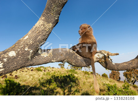 Portrait of juvenile Gelada monkey sitting in tree in Simien mountains, Ethiopia 133828108