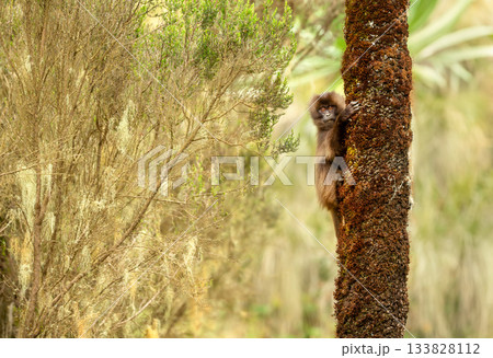 Curious juvenile Gelada monkey perched on tree in Simien Mountains National Park, Ethiopia 133828112