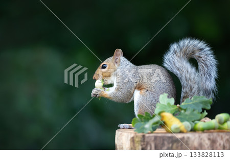 Grey squirrel eating green hazelnuts on a tree stump in autumn 133828113