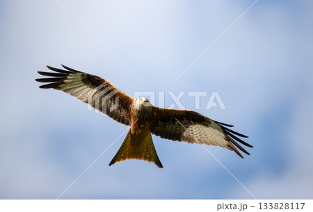 Red kite soaring in flight against blue sky 133828117