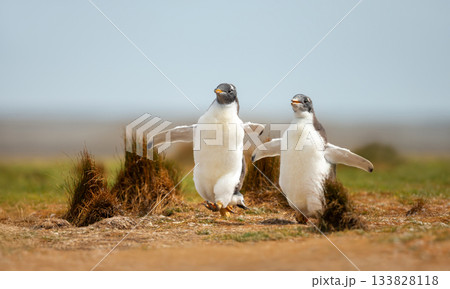 Two happy Gentoo penguin chicks running on grass in Falkland Islands 133828118