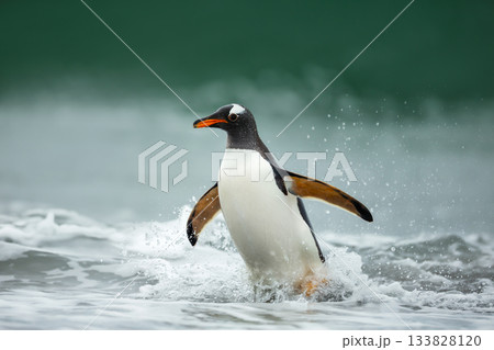 Adult Gentoo penguin emerging from the ocean in Falkland Islands Adult Gentoo penguin emerging from the ocean in Falkland Islands 133828120