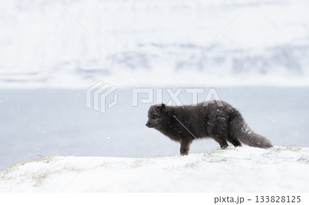 Blue morph Arctic fox standing in a snowy white winter landscape 133828125