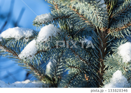 Close-up of blue spruce branches heavy with powdery snow Close-up of blue spruce branches heavy with powdery snow 133828346