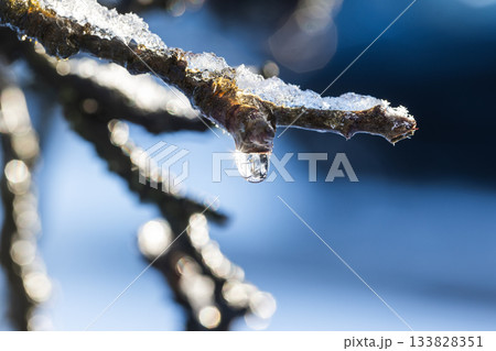 Close-up of a frosted tree branch with a hanging ice droplet Close-up of a frosted tree branch with a hanging ice droplet 133828351