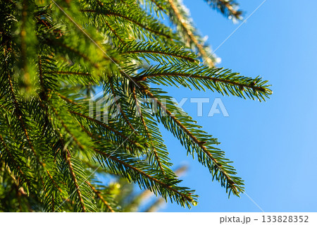 Vibrant evergreen branches reach toward a bright blue sky 133828352