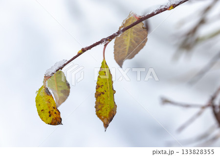Closeup shot captures yellowing leaves clinging to a slim branch under frost and snow 133828355