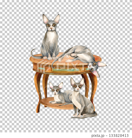 Four sphynx cats on round wooden vintage table. Cozy home interior with domestic animal, pet. Watercolor isolated hand drawn illustration of kitty character. Stationery, merchandise design, stickers Four sphynx cats on round wooden vintage table. Cozy home interior with domestic animal, pet. Watercolor isolated hand drawn illustration of kitty character. Stationery, merchandise design, stickers 133828413