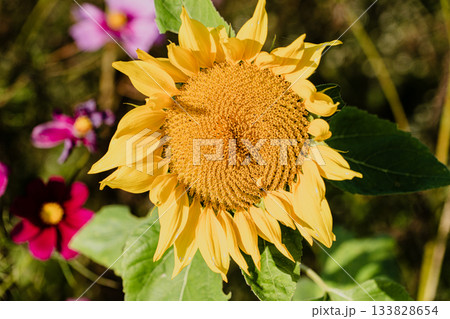 秋のお花畑の風景 秋のお花畑の風景 133828654