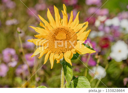 秋のお花畑の風景 133828664