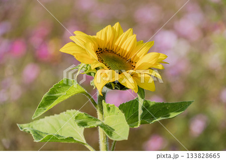 秋のお花畑の風景 133828665