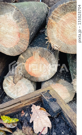 Close-up of a rustic wood stack showing annual rings, with a wet oak leaf in the foreground Close-up of a rustic wood stack showing annual rings, with a wet oak leaf in the foreground 133828704