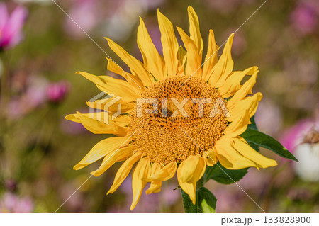 秋のお花畑の風景 秋のお花畑の風景 133828900