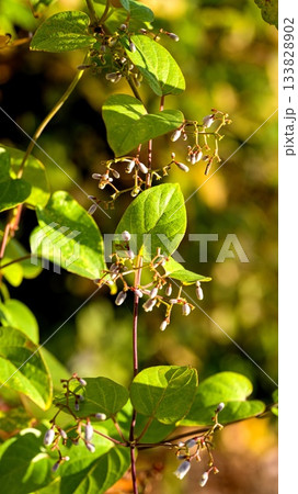 ヘクソカズラ ヘクソカズラ 133828902