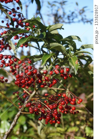 赤い実をつけた万両 赤い実をつけた万両 133828917