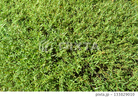 A dense green texture of narrow leafy plants creating a natural background. A dense green texture of narrow leafy plants creating a natural background. 133829010